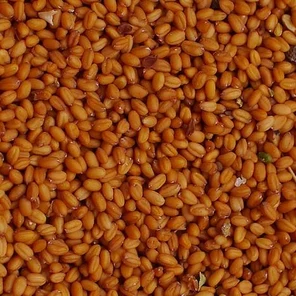 Семена рыжика