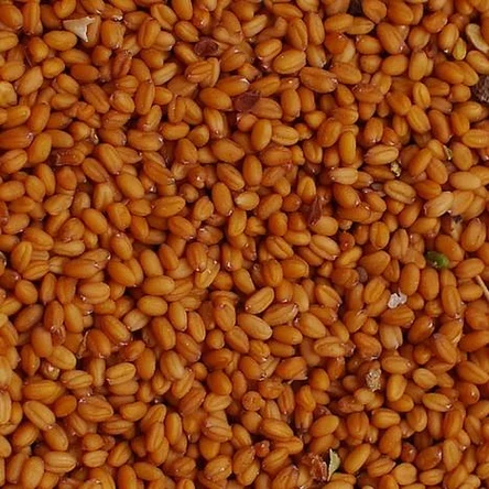 Семена рыжика