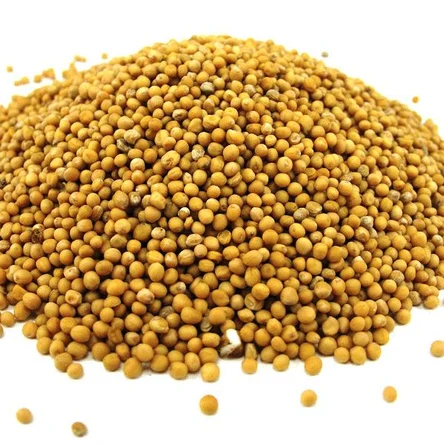 Семена горчицы