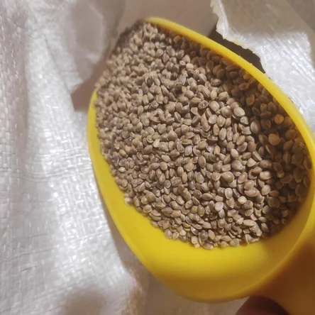 Семена конопли пищевой